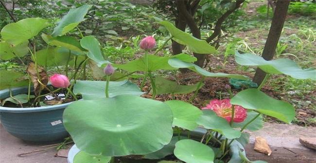 碗莲种子的种植方法（轻松培育美丽的碗莲花园）