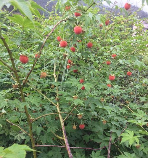 覆盆子怎么种植产量高（覆盆子种植技术与管理）