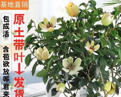 四季含笑花好养吗（含笑花的养殖方法讲解）