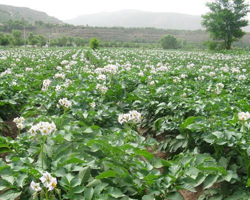 土豆怎么种植才能高产（土豆栽培技术要点）