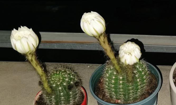 仙人球怎么种植（仙人球的种植方法和注意事项）