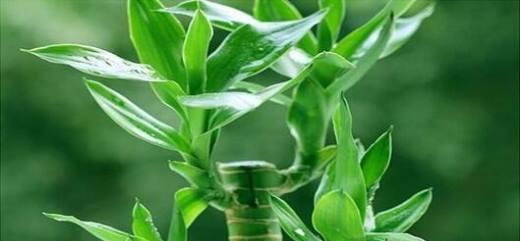 转运竹的养殖方法（从选择品种到病虫害防治）