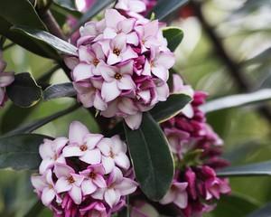 瑞香花什么时候开花（观赏瑞香花期简介）