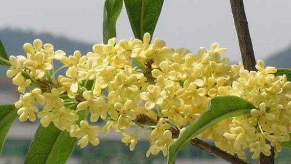 桂花怎么种植才好（桂花树的栽培与管理）