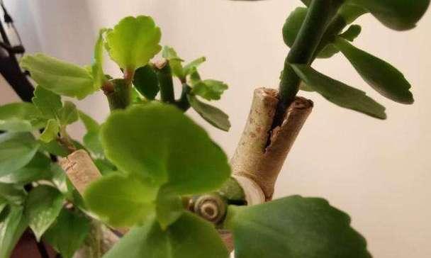 厚脸皮怎么养才能更旺盛（厚脸皮的养殖方法和注意事项）