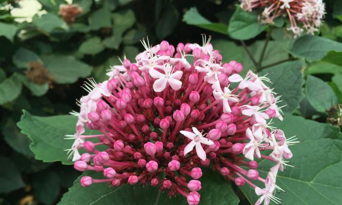 9月份开的花有哪些（盘点10月份最美的十种花）