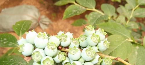 蓝莓苗怎么养比较好（盆栽蓝莓种植方法步骤）