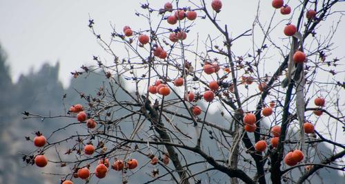 柿树怎么修剪（柿树的修剪技术图解）