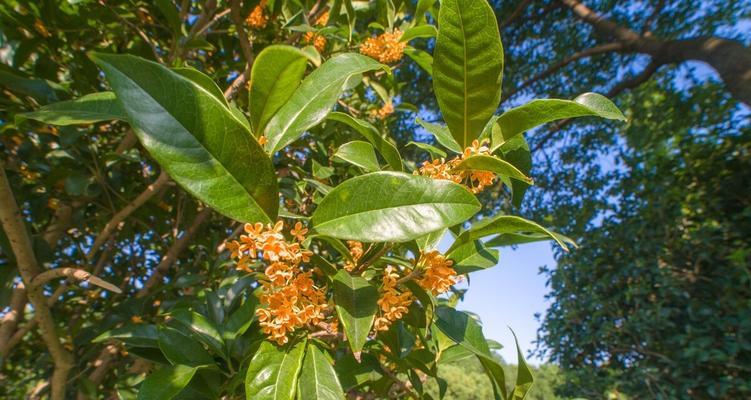 桂花树怎么栽（桂花树种植方法和时间）