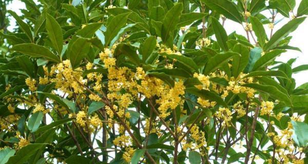 桂花树怎么栽（桂花树种植方法和时间）