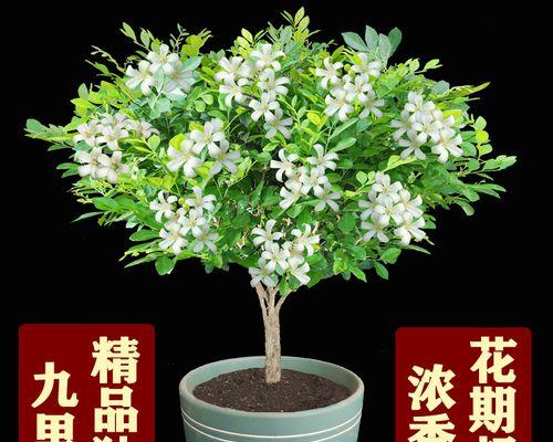 九里香盆栽注意事项（打造健康美丽的九里香盆栽）