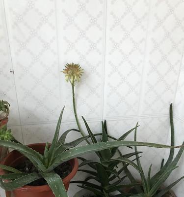 芦荟开花后怎么处理好（芦荟开花后的正确处理方法）