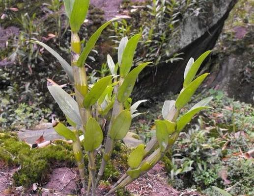 石斛种植技术与管理（打造高产高质的石斛园）