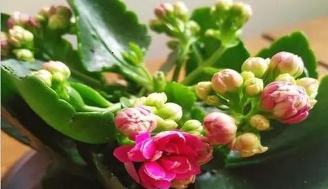 长寿花如何养比较好（长寿花正确养护方法）