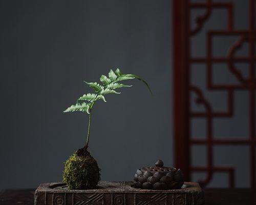 苔藓盆景怎么养护（苔藓盆景养护方法讲解）