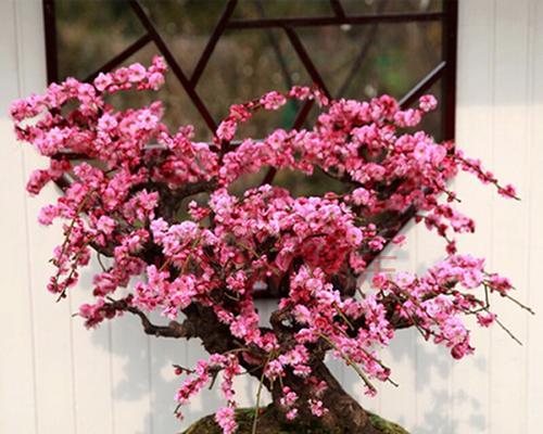 梅花盆景怎么养（详解梅花盆景的养护与管理）