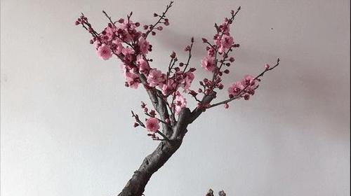梅花盆景怎么养（详解梅花盆景的养护与管理）