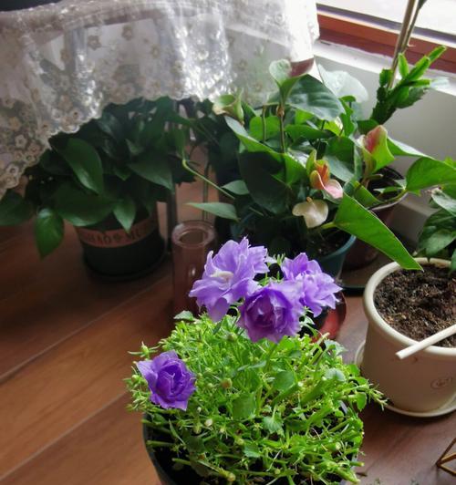 丹麦风铃草枯萎了怎么办（丹麦风铃花语及介绍）