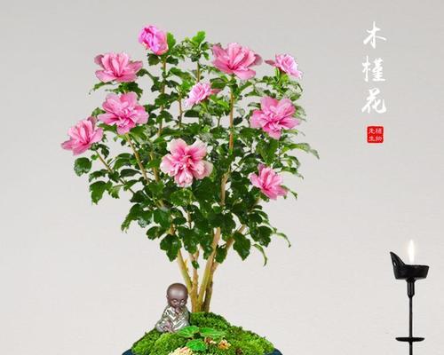 木槿花怎么养（木槿花的栽培与养护）