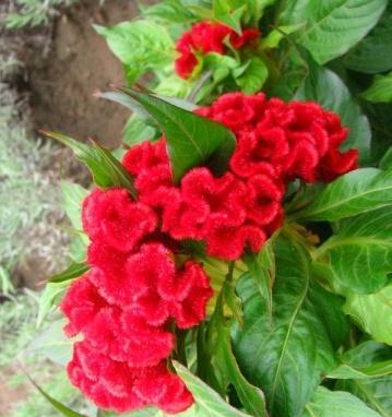 鸡冠花如何种植（鸡冠花栽培技术要点）