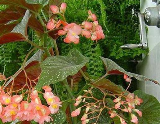 斑叶竹节秋海棠花的养殖方法（描述竹节秋海棠的栽培与管理）