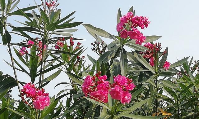 五月适合种什么花好看（在五月开花的植物大全）