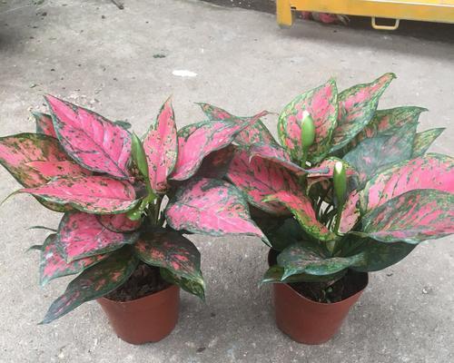 万年红植物怎么养（万年红盆栽的养殖方法）