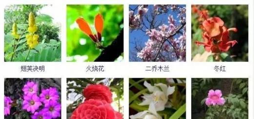 一年四季各开什么花（适合室内养的花）