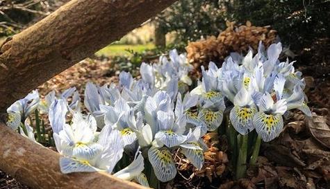 鸢尾花什么时候开（鸢尾花的花期简单介绍）