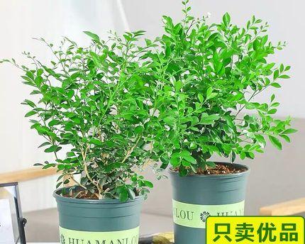 九里香什么时候开花（有关九里香养护小妙招）
