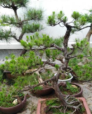 山松盆景怎么养护（山松盆景的养护和管理）