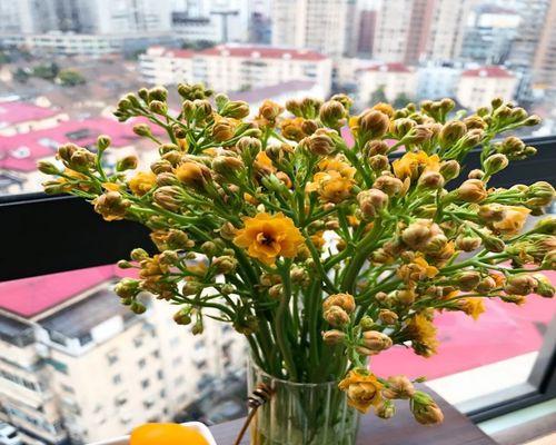 长寿花如何水培生根（水培长寿花的养殖方法讲解）