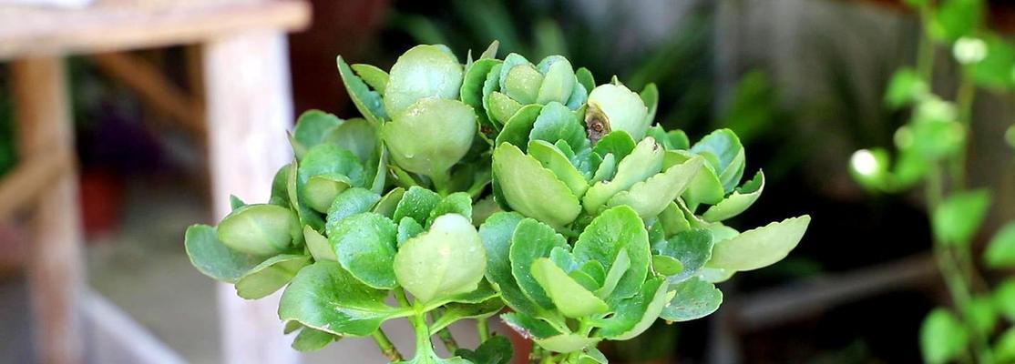长寿花如何水培生根（水培长寿花的养殖方法讲解）
