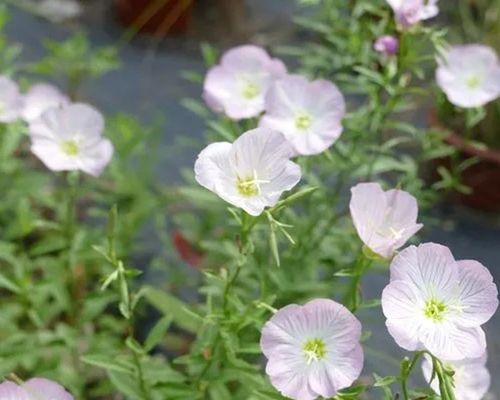 月见草怎么种植（月见草的种植方法及养护）