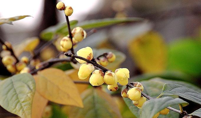 腊梅花种子什么季节种（有关腊梅的种植方法）