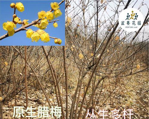 腊梅花种子什么季节种（有关腊梅的种植方法）