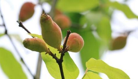 腊梅花种子什么季节种（有关腊梅的种植方法）