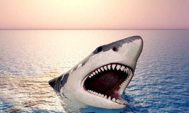 鲨鱼的天敌是什么生物