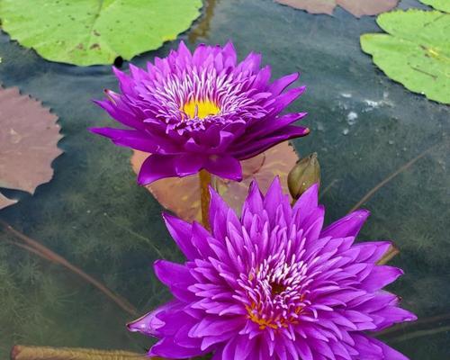 紫色花是什么花（常见紫色花品种介绍）