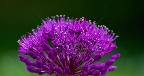 紫色花是什么花（常见紫色花品种介绍）