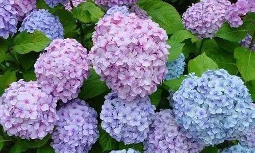 绣球花的原产地是哪里（绣球花的原产地）