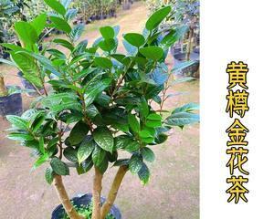 金花茶树盆栽怎么养护（关于金花茶的养护要点）