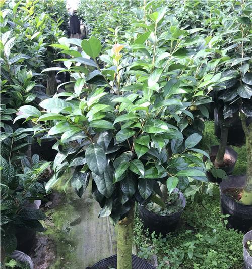 金花茶树盆栽怎么养护（关于金花茶的养护要点）