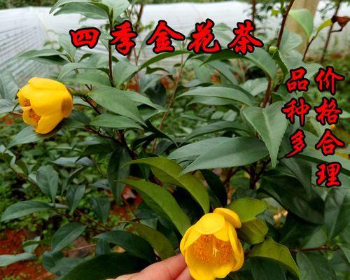 金花茶树盆栽怎么养护（关于金花茶的养护要点）