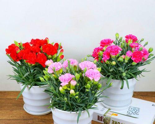 永远不开花的植物是什么（世界上只有“永不花”的植物）
