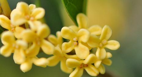 桂花树什么时候开（观赏桂花树花期简介）