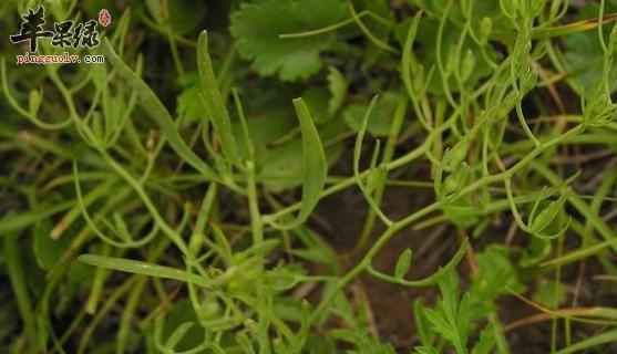 百蕊草种子如何催芽（百蕊草种植方法讲解）