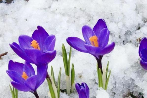 冬天最常见什么花开（盘点冬季六种最美的花）