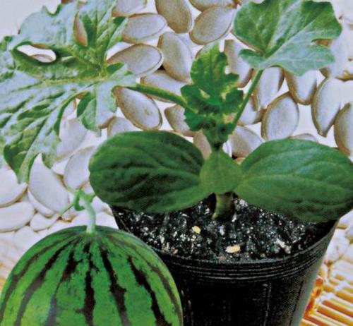 西瓜是几月份种的（西瓜种植时间及技术）