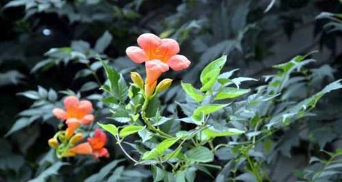 凌霄花的养殖方法（了解凌霄花种植时间及注意事项）